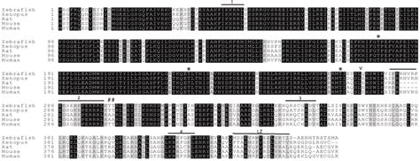 Characterization of the Zebrafish Homolog of Zipper Interacting Protein ...