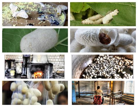 Sericulture — lesson. Science State Board, Class 7.