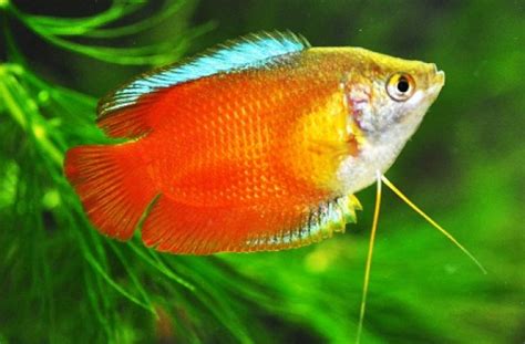 Buy Dwarf Gourami in Ahmedabad, Gujarat | AquaStudio Ahmedabad