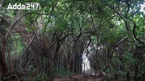 China, Australia, and India Lead in Forest Area Gains: FAO Report