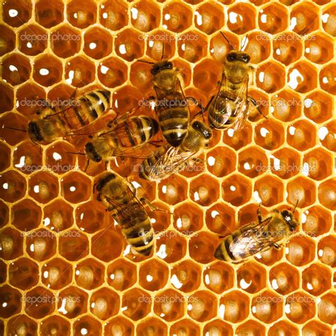 Bees work on honeycomb — Stock Photo © smaglov #13153529
