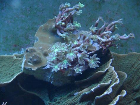Ist das eine Anthelia??? - Korallen - Meerwasserforum