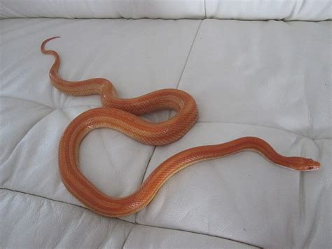 Pantherophis guttata Kornnatter Lavender Königsnatter Lampropeltis ...