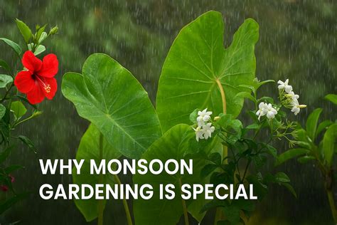 Expert Recommended: 7 Must-Have Monsoon Plants For Gardening In India