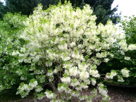 Chionanthus virginicus - American fringetree | The Dawes Arboretum