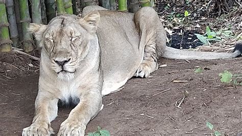 SILVASSA VASONA LION SAFARI (2025) All You Need to Know BEFORE You Go ...
