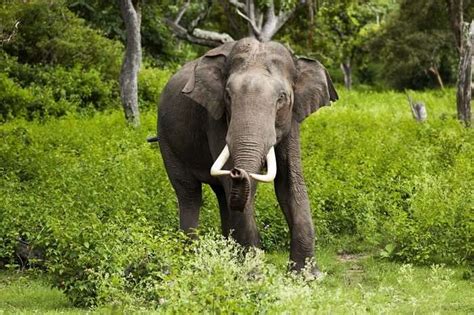 8 Best National Parks In Karnataka For Thrilling Vacay In 2026!