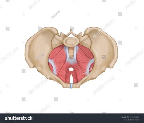 Female Pelvic Floor Anatomy