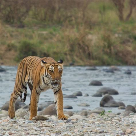 International Tiger Day: 5 national parks where you can spot tigers in ...