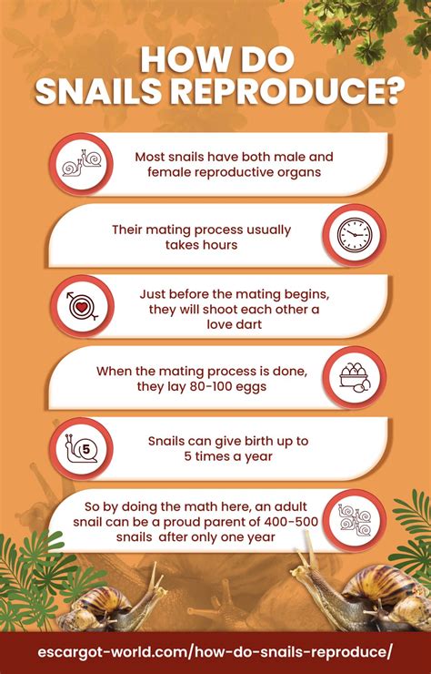 How Do Snails Reproduce - 2026 Research Reveals Slimy Facts