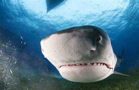关于鲨鱼鱼翅保护广告,保护鲨鱼拒绝鱼翅,鲨鱼的鱼翅_大山谷图库