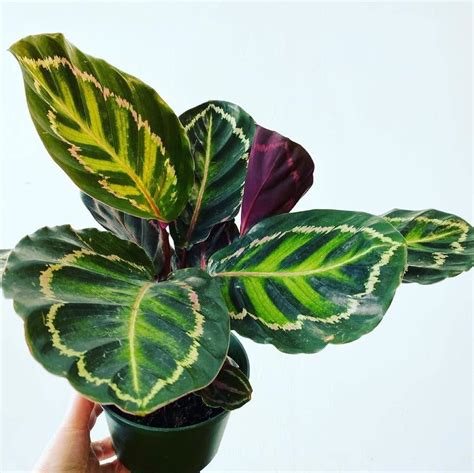Amazon.in: By SenseSpace Ecosystems : Calatheas