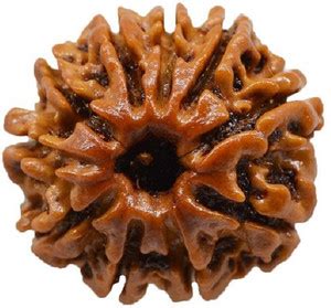 DIVINE SOUVENIRS Original Lab Certified 7 Mukhi/Face Nepali Rudraksh ...
