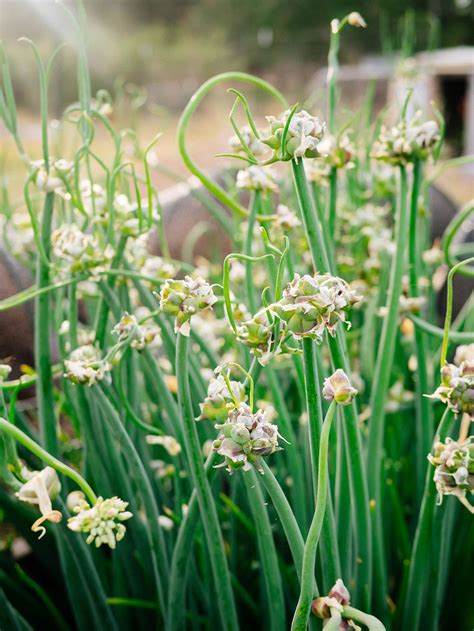 How to Grow Egyptian Walking Onions (My Favorite Perennial Onion ...