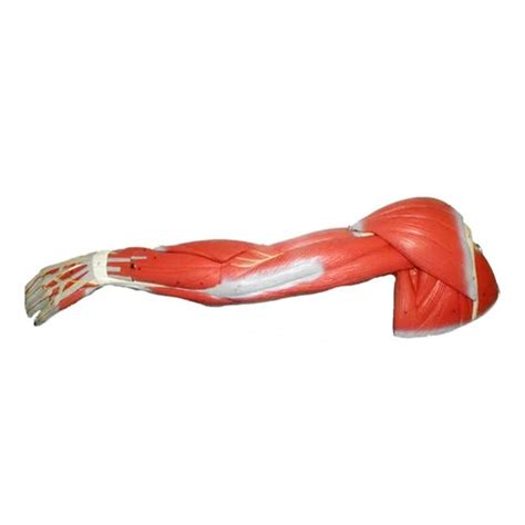 muscle_of_human_arm_meddeygo.jpg?v=1715335636