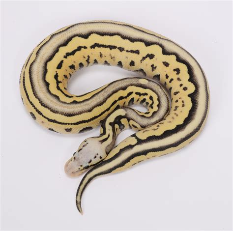 Image result for D Stripe Ball Python
