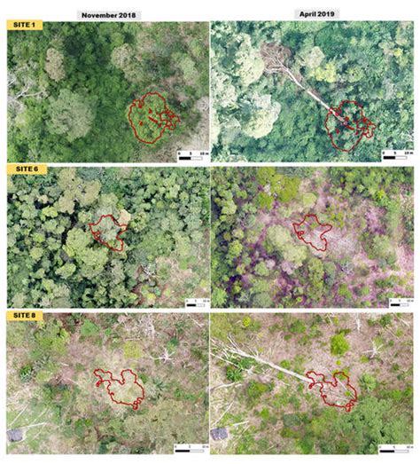 Detection of Forest Tree Losses in Côte d’Ivoire Using Drone Aerial Images