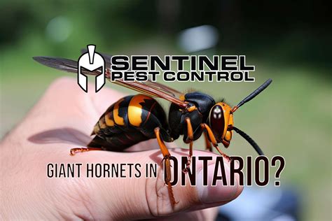 The Arrival of Giant Hornets to Canada | Are they in Ontario ...