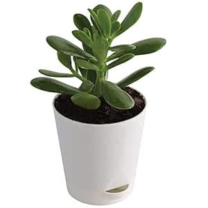 Ugaoo Crassula Ovata Jade Plant with Self Watering Pot (Good Luck Feng ...