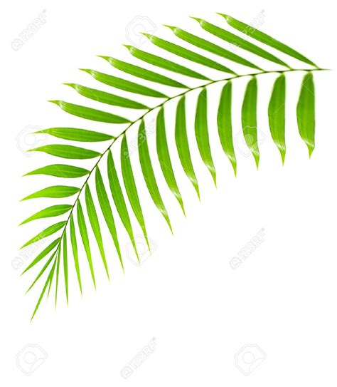 Palm fronds clipart 20 free Cliparts | Download images on Clipground 2025