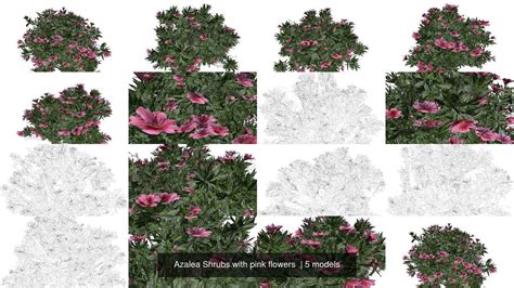 Azalea Shrubs with pink flowers 3D Model Collection | CGTrader
