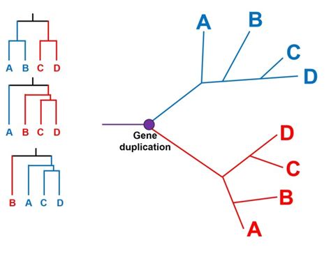 Image result for Two Types of Incomplete Lineage Sorting