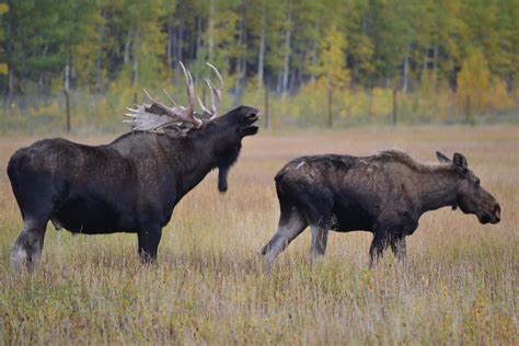 Do Female Moose Have Horns? Discover the Truth about Female Moose Antlers - Best Wildlife Cameras