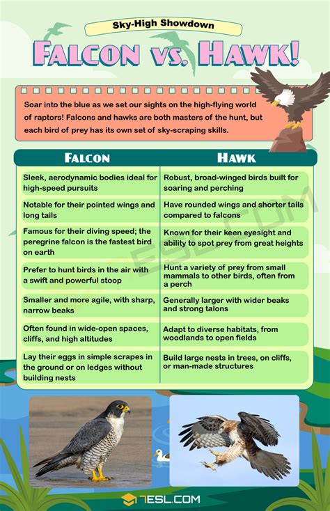 Difference Between Hawk And Peregrine Falcon at Paul Bass blog