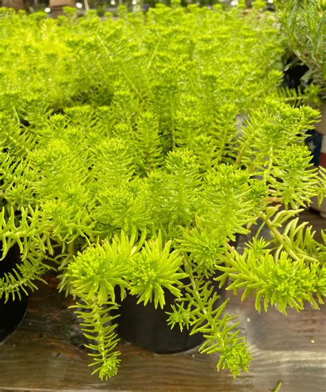 Lemon Ball Sedum – Pooler Plant Pick-Up Station