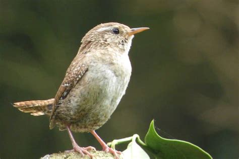 Image result for Bird Nesting Boxes Plans