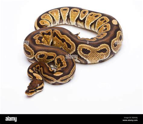 Image result for Red Royal Python