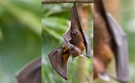 चीन में मिला नया बैट कोरोनावायरस, इंसानों में फैलने की आशंका | New bat ...