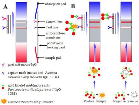 Development of an Immunochromatographic Strip for Rapid Detection of ...