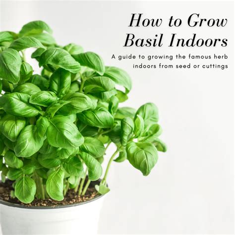 How to Grow Basil Indoors From Seed - HubPages