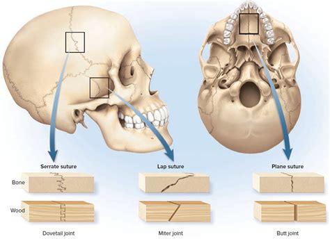 Types & Classification of Body Joints - Cartilaginous & Synovial Joint