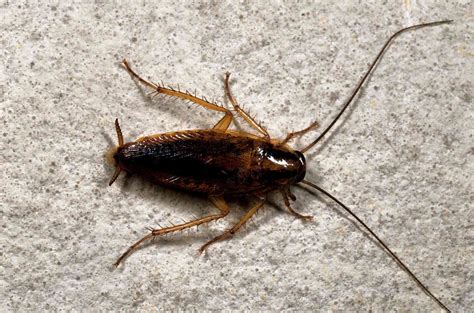 German Cockroach Baby