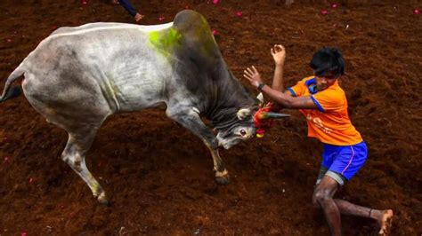 Tamil Nadu: 61 hurt during Avaniyapuram Jallikattu, 11 sustain grievous ...