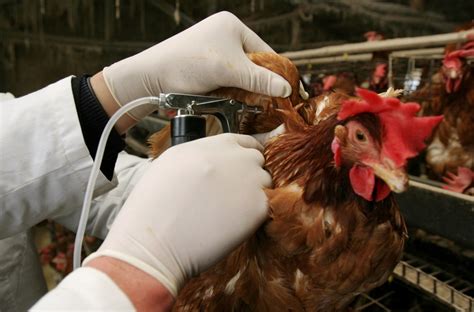 鸡禽流感怎么防治，鸡禽流感疫苗免疫方法，鸡禽流感如何治疗_接种