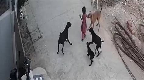 Petition · STRAY DOGS TERROR - India · Change.org