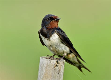 Bird Migration Facts and Information