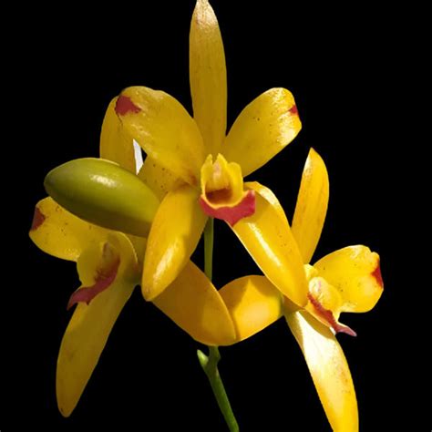 Cattleya Orchid Plant Rth. Netrasiri Starbright 'Yellow with Red Splas