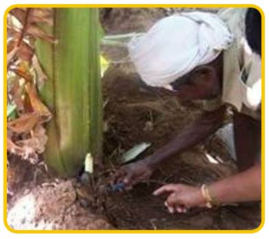 Banana Expert System