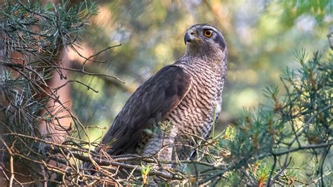 Download wallpaper 2560x1440 northern goshawk, hawk, bird, wildlife ...