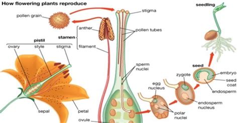 Parthenogenesis Process - QS Study