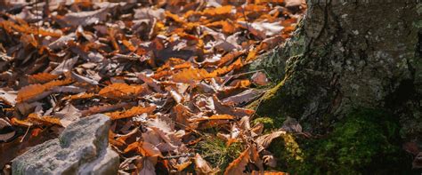 Deep Root Tree Gun 的图像结果