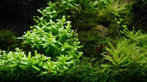 Java Moss for Corydoras Breeding 的图像结果