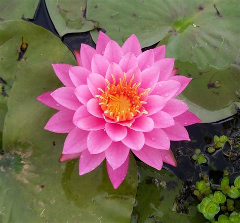 Flower Lily Water How To Plant And Grow A Water Lily Bunnings New