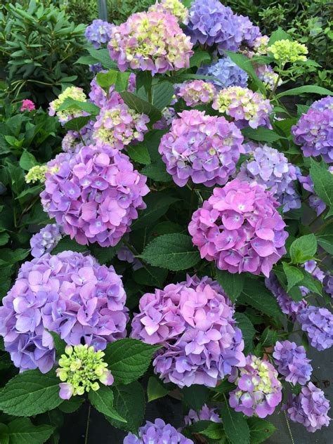 Propagating Hydrangeas 的图像结果