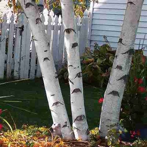White Paper Birch Tree Seeds for Planting 100 Seeds Highly - Etsy UK