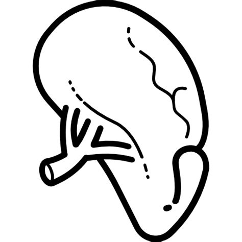 Spleen Kirill Kazachek Lineal icon | Freepik